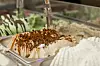 Gelato, Paradis Gelateria, Tjuvholmen