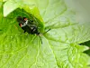 Tegen Deraeocoris-ruber