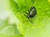 Deraeocoris ruber, tege
