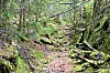 Skog. Haugerud.