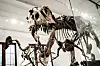 Oslo 20240918. Norges to første ekte dinosaurskjeletter monteres på Naturhistorisk museum i Oslo onsdag.