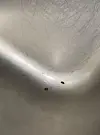 Insekter i ren bakk