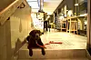 Hunden Garbo