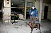 Mona Hovland Jakobsen har rett og slett gått fra spisested til spisested og spurt dem om de ønsker hundeeieren velkommen med hunden sin.