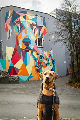 graffiti hoffsveien

Simon Alfredo Compagnet Diaz